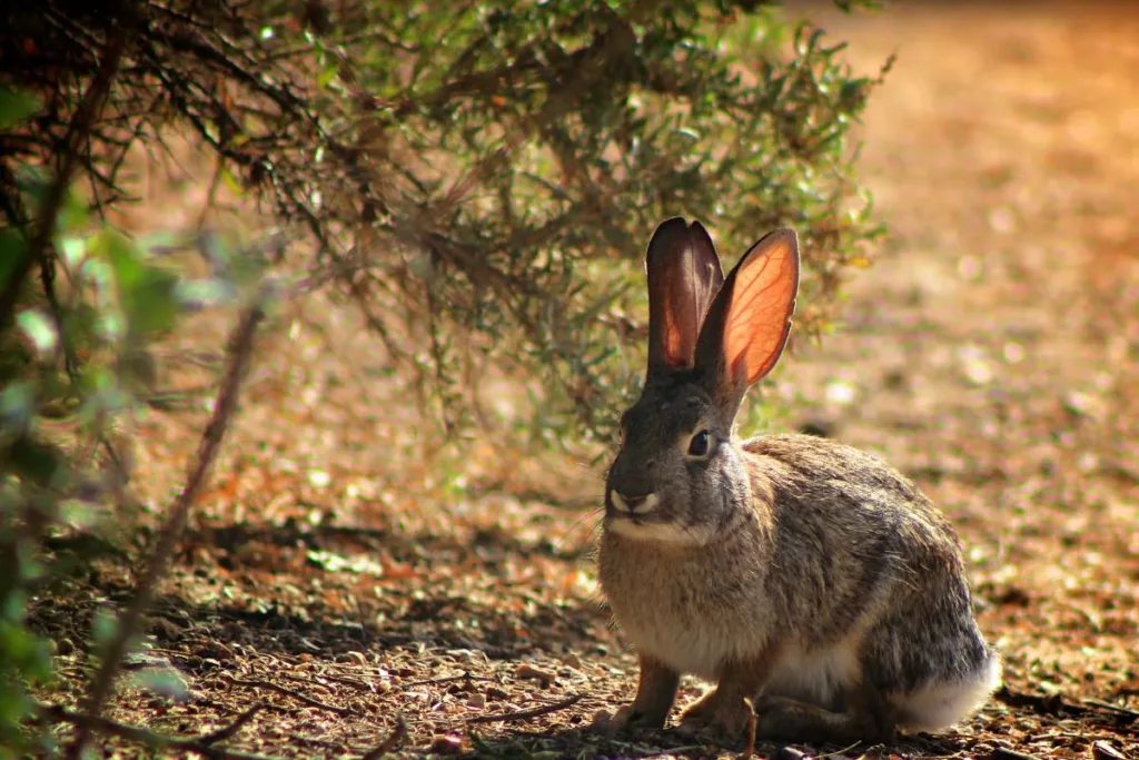Rabbit sitting under a bush in the desert.