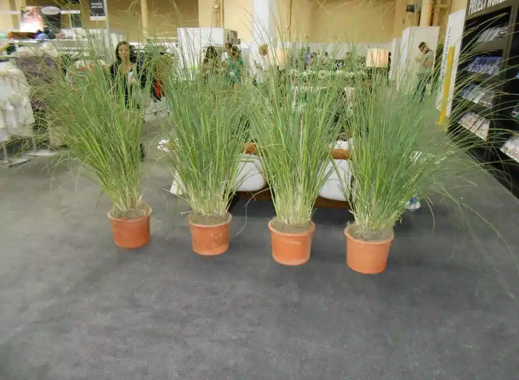 Four tall grasses in orange planters behind a white couch.