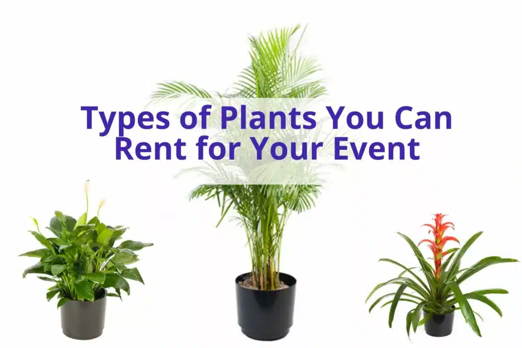 text 'types of plants you can rent for your event' with photos of three plants in the background