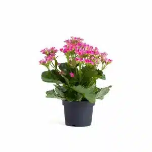 blooming kalanchoe plant with pink flowers in a black container