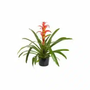 bromeliad plant with orange flower in a black container