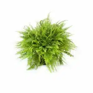 fern plant on white background