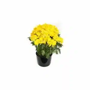 blooming chrysanthemum plant with yellow flowers in a black container