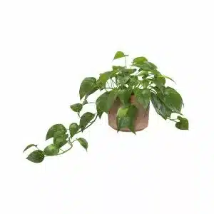 pothos plant in a brown container