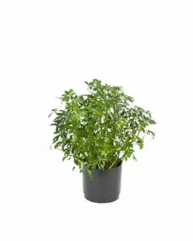 arbicola plant in a black container