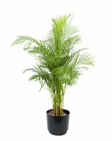 tall areca palm plant in black container