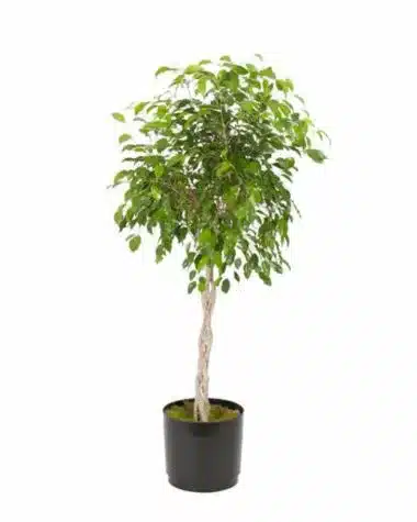 tall ficus tree in a black container