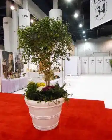 tall ficus tree in a white pot decorated with small plants at the base