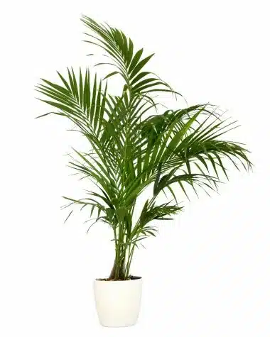 tall kentia palm in a white container