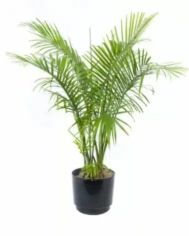 tall majesty palm plant in a black container