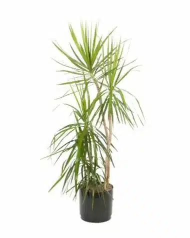 tall marginata plant in a black container