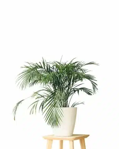 robellini palm plant in a white container