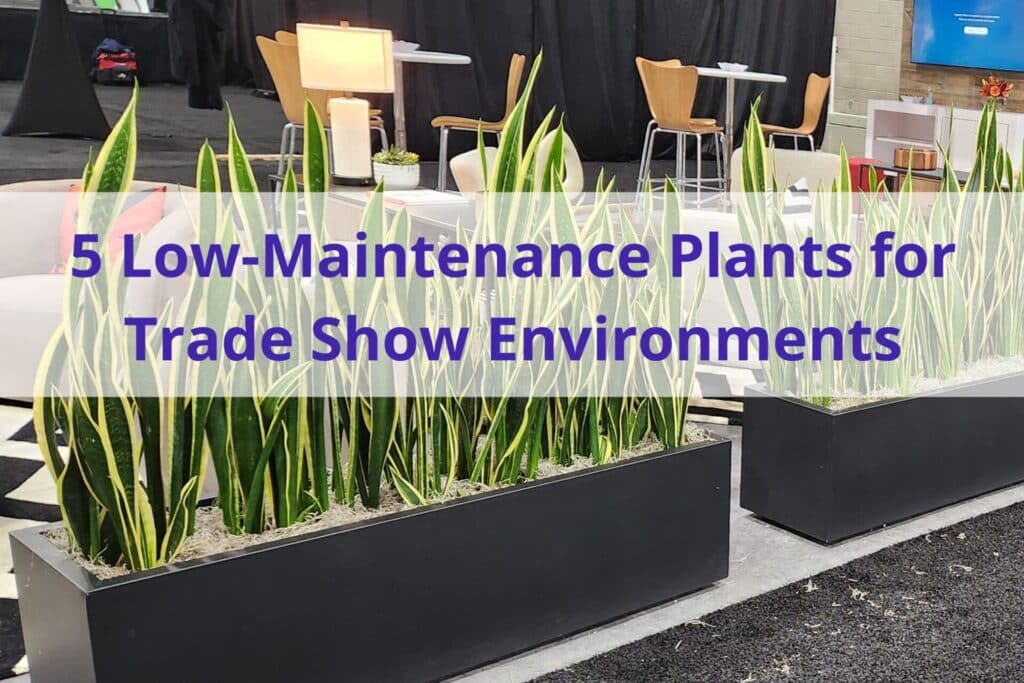 row of sanseveria 'snake' plants in long planter boxes with the text '5 low maintenance plants for trade show environments' in the foreground